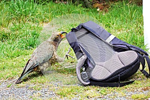 Playful Kea Parrot gnawing at Backpack photo
