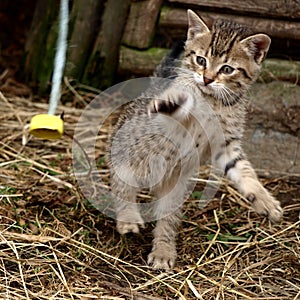 Playful kitten