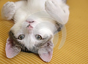 Playful kitten