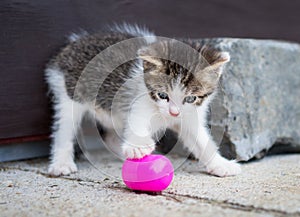 Playful kitten