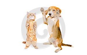 Playful kitten and Beagle dog standing together on hind legs