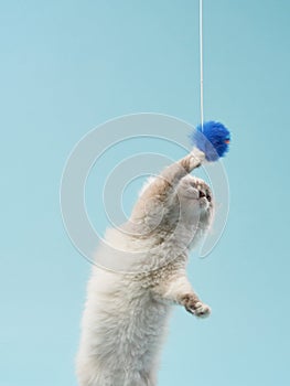 Playful kitten on a blue background. Pedigree siberian cat