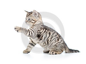 Playful kitten cat isolated on white