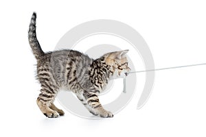 Playful kitten cat pulls cord