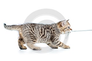 Playful kitten cat pulls cord isolated