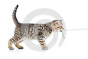 Playful kitten cat pulls cord isolated on white