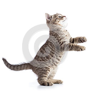 Playful kitten cat standing on hind legs and looking forward. Isolated on white background