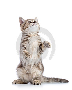 Playful kitten cat stands isolated on white