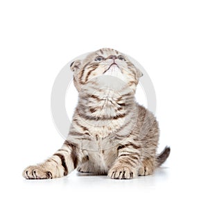 Playful kitten cat on white