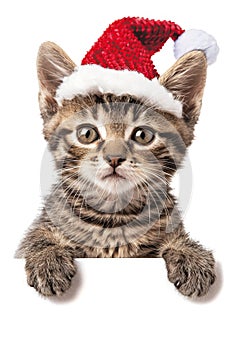 Playful kitten in festive hat peeking from behind blank sign, adorable christmas scene