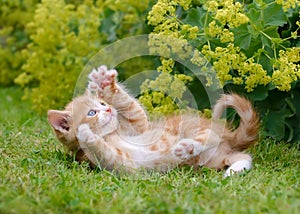 Playful kitten in a green grass meadow