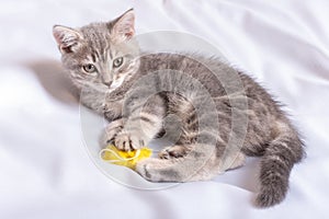 A playful kitten lies at home on a white blanket on the bed and hugs her beloved fluffy yellow toy.