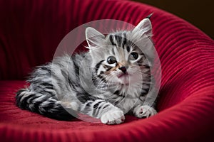 Playful kitten lounges in a cozy, reddish hued environment