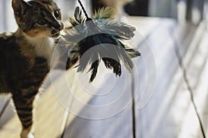 Playful kitten playing with a toy with feathers