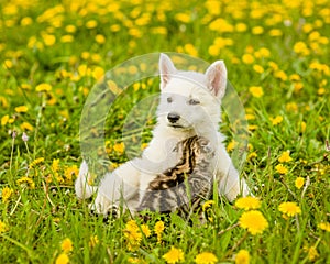 Playful kitten and puppy on a field of dandelions