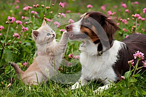 A playful kitten reaching up to a dog in a beautiful field