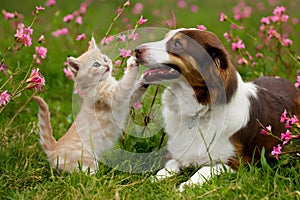 A playful kitten reaching up to a dog in a beautiful field