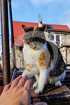 Playful kitten sitting on carriage and playing with my hand. Colourful cat watchs carefully a human hand and preparing for attack