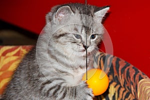 Playful kitten tabby tiger with ball.