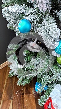 Playful kitty amongst the Christmas tree