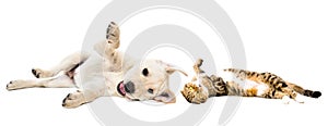Playful Labrador puppy and cat Scottish Fold lying together