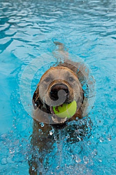 Playful labrador retriever dog splashing and playing with a yellow ball in a freshwater pool