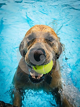 Playful labrador retriever dog splashing and playing with a yellow ball in a freshwater pool