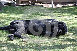 Playful Black Labrador Retriever