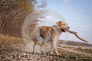 Playful Labrador Retriever running with a stick in its mouth