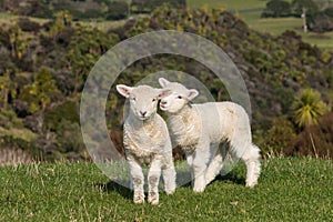 Playful lambs