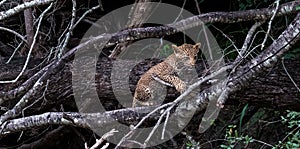 Playful leopard cub climbing a tree in Sabi Sands safari park, Kruger, South Africa