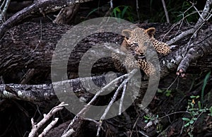 Playful leopard cub climbing a tree in Sabi Sands safari park, Kruger, South Africa