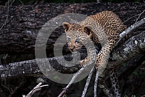 Playful leopard cub climbing a tree in Sabi Sands safari park, Kruger, South Africa