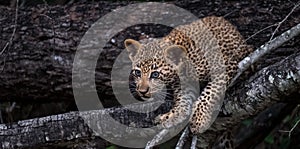 Playful leopard cub climbing a tree in Sabi Sands safari park, Kruger, South Africa