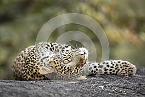 Playful leopard cub lying on a large rock in Kruger Park in South Africa