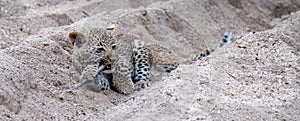 Playful leopard cub playing in the sand in Sabi Sands safari park, Kruger, South Africa