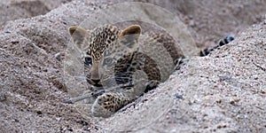 Playful leopard cub playing in the sand at Sabi Sands safari park, Kruger, South Africa