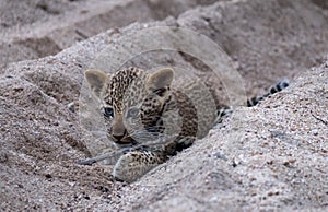 Playful leopard cub playing in the sand at Sabi Sands safari park, Kruger, South Africa