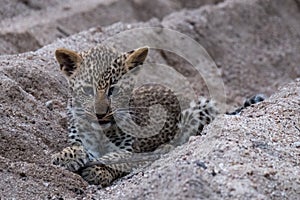 Playful leopard cub playing in the sand at Sabi Sands safari park, Kruger, South Africa