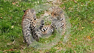 Playful leopard cubs