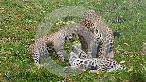 Playful leopard family