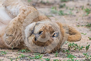 Playful Lion Cub