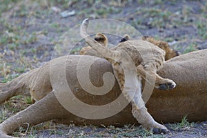 Playful lion cub crawls over his mother.