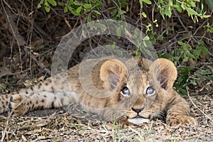 Playful lion cub looks up at the sky.