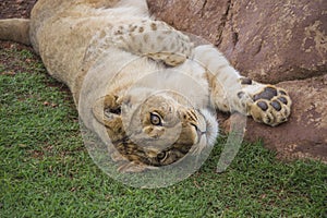 Playful Lion Cub Portrait