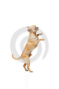 Playful little chihuahua stands on its hind legs against white studio background. Purebred puppy strikes funny pose.