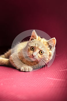 Playful little ginger kitten lies on a red clean background, portrait photo