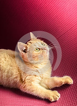 Playful little ginger kitten is played on a red background