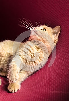 Playful little ginger kitten is played on a red background