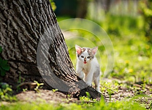 Playful little kitten in summer garden in grass